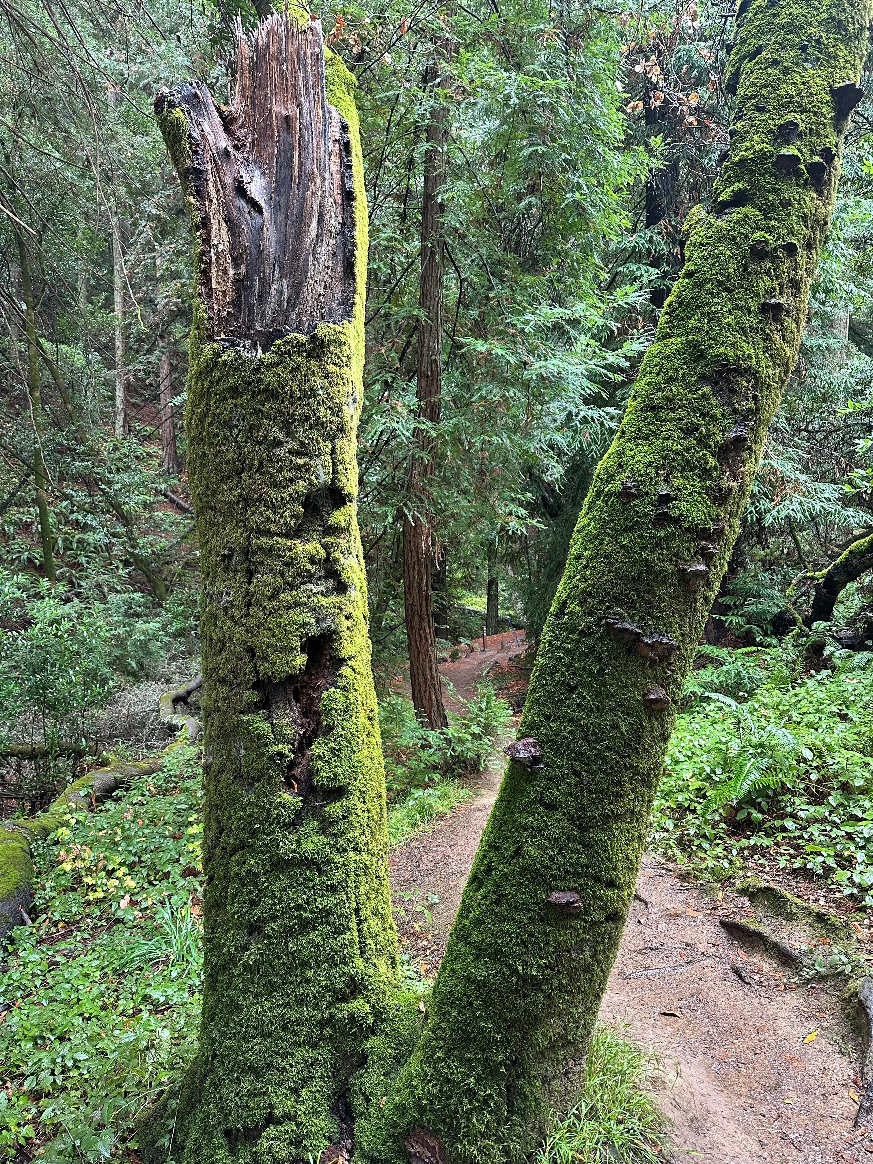 Ambient Forest Flow 2